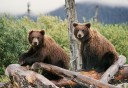 Photo of Bears at Anchorage Wildlife Conservation Center